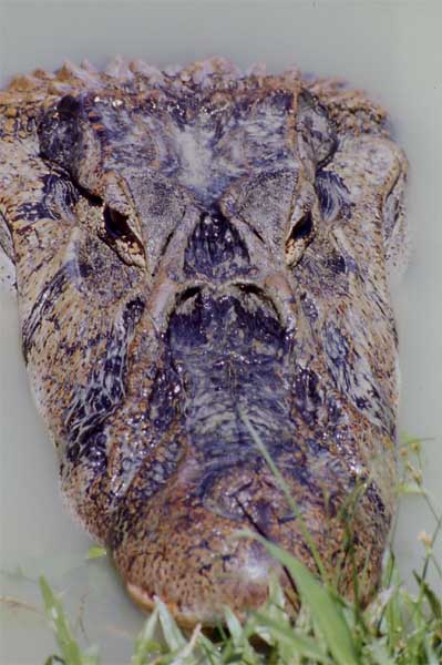 black caiman head-on photo black caiman head-on photo