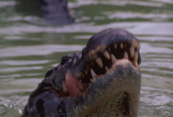 caiman feeding photo caiman feeding photo