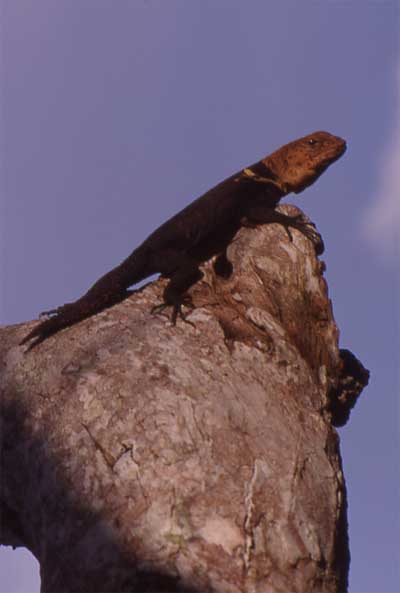 thorntail iguana on a branch photo thorntail iguana on a branch photo
