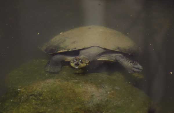 giant river turtle photo giant river turtle photo