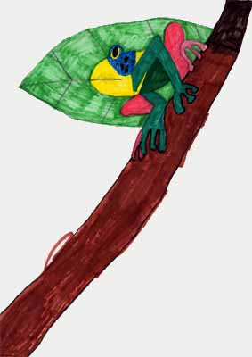 frog on branch drawing frog on branch drawing