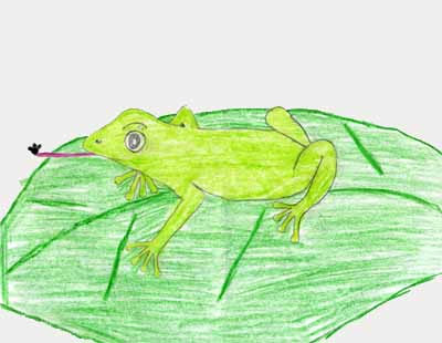 frog on leaf drawing
