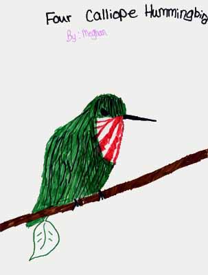 calliope hummingbird drawing calliope hummingbird drawing