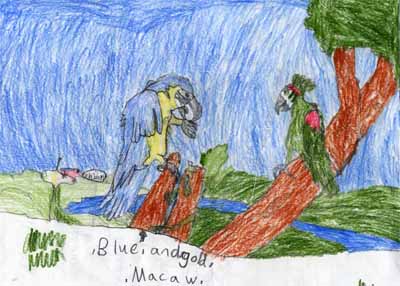 macaw eating drawing macaw eating drawing