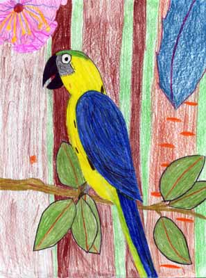 perched macaw drawing perched macaw drawing