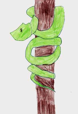 tree boa drawing tree boa drawing