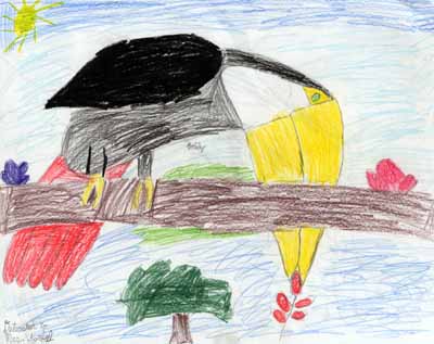 toucan eating drawing toucan eating drawing