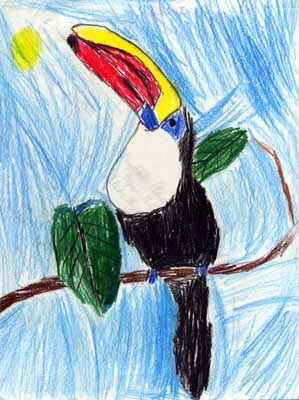 toucan on branch drawing toucan on branch drawing