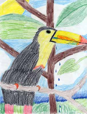 toucan in tree drawing toucan in tree drawing