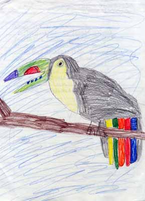 toucan calling drawing toucan calling drawing