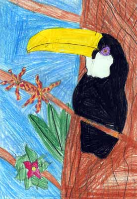 toucan with orchids drawing toucan with orchids drawing