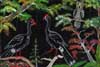 group of birds painting