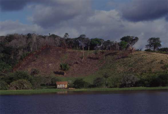 clearing land for crops photo