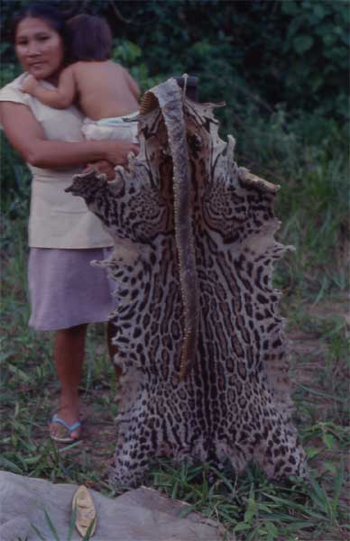 ocelot skin photo ocelot skin photo
