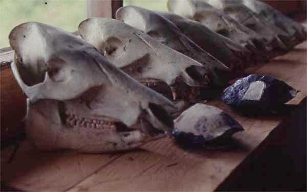 peccary skulls photo peccary skulls photo