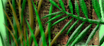 Welcome to Jungle Photos Amazon Menu! Welcome to Jungle Photos Amazon Menu!