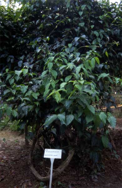 ayahuasca vine photo