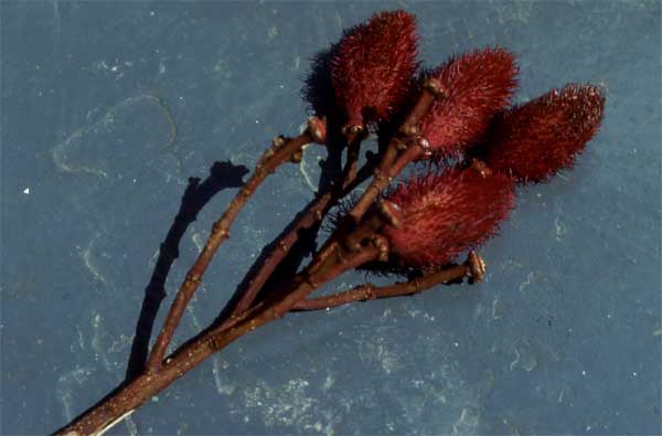 lipstick tree fruits photo