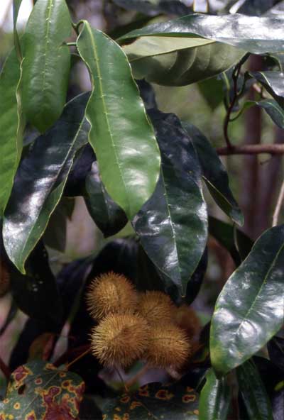 lipstick tree fruit and leaves photo
