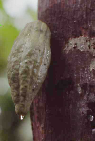 cocoa pod plant photo cocoa pod photo