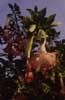 angel trumpet photo