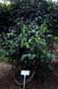 ayahuasca photo
