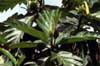 breadfruit photo breadfruit photo