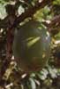 calabash tree photo calabash tree photo