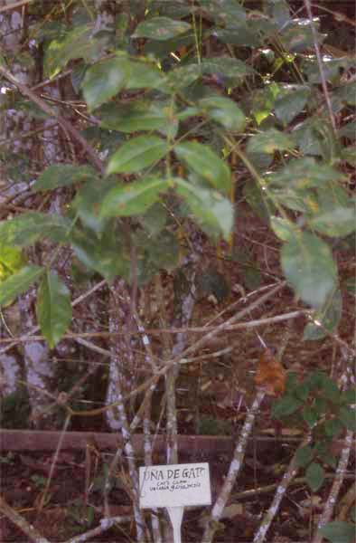 cat's claw photo