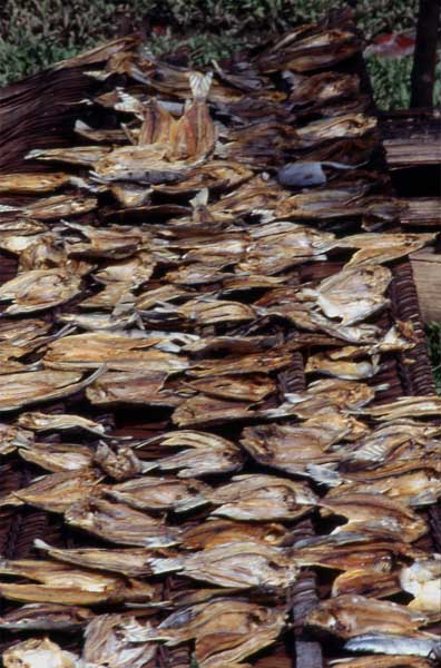 dried fish photo dried fish photo