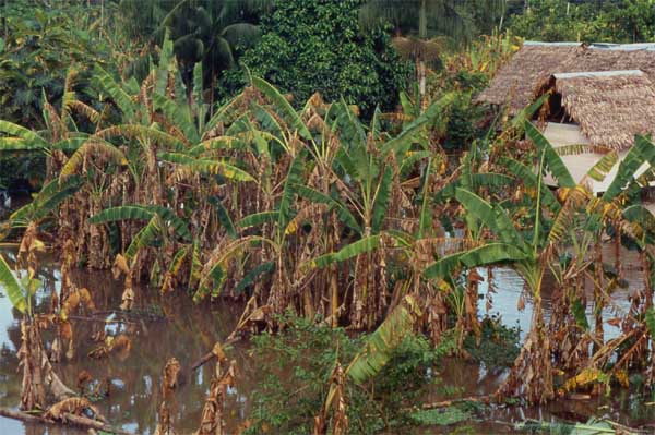 flooded banana grove photo flooded banana grove photo