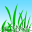 Amazon grasses