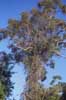 Click for vines on tree photo (1) Click for vines on tree photo (1)