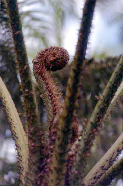 fern violin photo