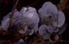 gray fungus photo gray fungus photo