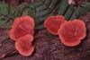 fungi photo and information