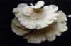 oyster mushroom photo oyster mushroom photo