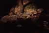 white fungus photo white fungus photo