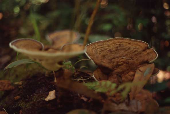 polypore fungus photo polypore fungus photo