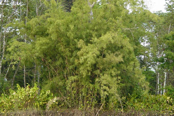 bamboo photo
