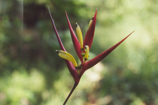 heliconia psittacorum photo