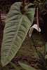 large arum photo