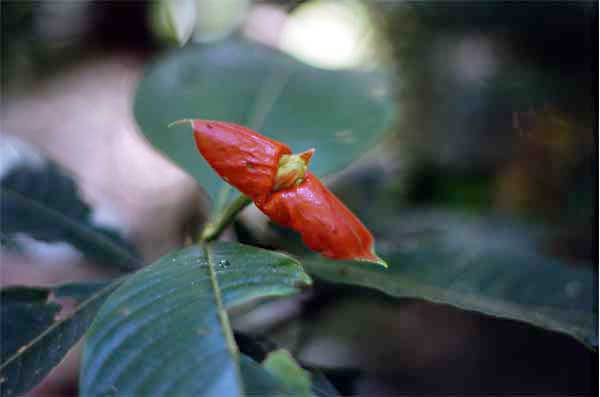 hotlips flower photo