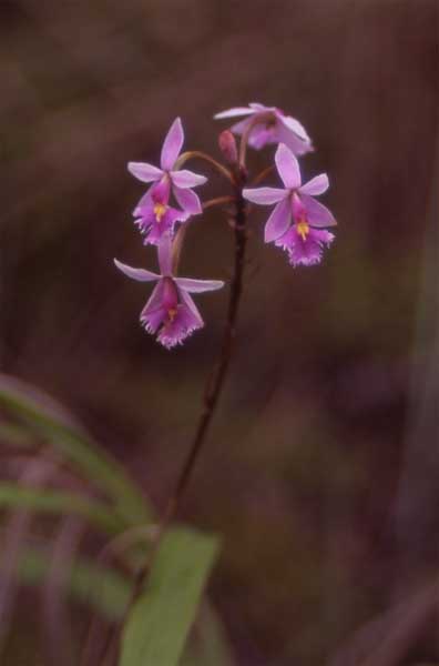 lithophytic epidendrum photo