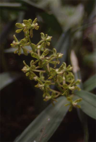 encyclia group photo
