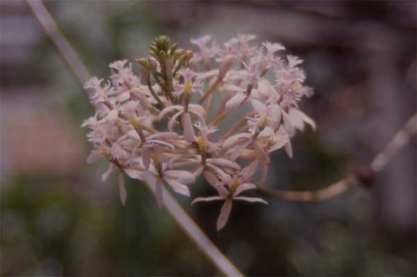 white epidendrum photo