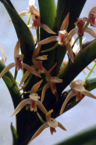 maxillaria group photo maxillaria group photo
