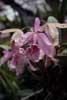 Cattleya maxima (2) photo