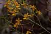 Oncidium (1) photo