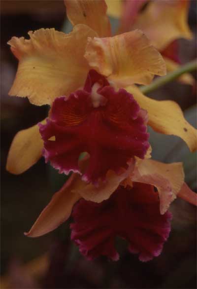 cattleya hybrid photo cattleya hybrid photo